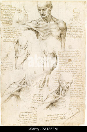 Anatomie superficielle de l'épaule et le cou de Léonard de Vinci (1452-1519) entre 1510-12 montrant les muscles de l'épaule humaine. Banque D'Images