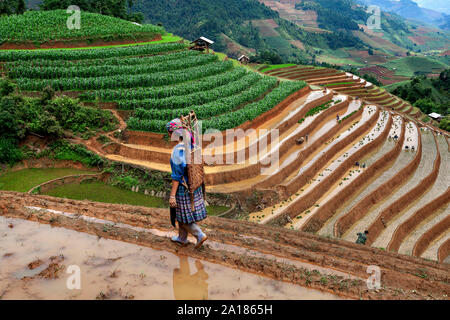 Femme Hmong noirs travaillant dans les rizières en terrasses à Mu Cang Chai, Yen Bai, dans la province nord-ouest du Vietnam. Banque D'Images