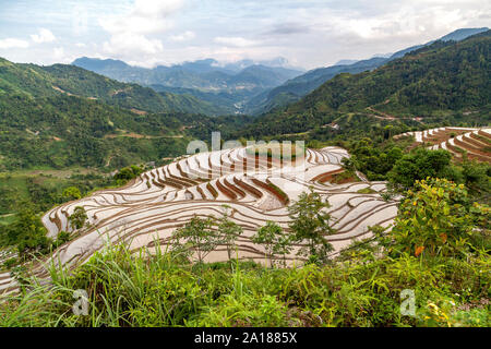 Terrasses de riz à Hoang Su Phi, Ha Giang province au nord-ouest du Vietnam. Banque D'Images