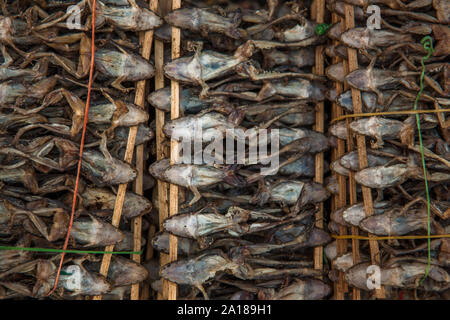 L'aventure SE Asian Food : froggies séché sur un bâton. Au marché local. Pakse, Laos Banque D'Images