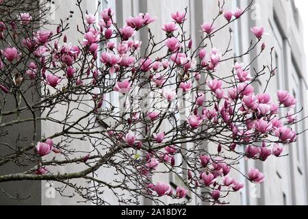 Magnolia en fleurs in city Banque D'Images