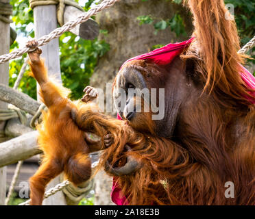 L'orang-outan bébé joue avec son père, drapé dans une couverture magenta, le toilettage avec amour son fils. Banque D'Images