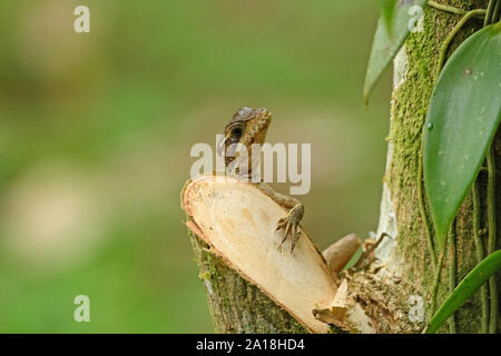 Lézard Ameiva grimper sur un tronc d'arbre dans la région de Sarapiqui, Costa Rica Banque D'Images