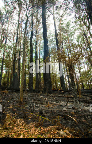 Brûlé le boisement à Mount Dandenong, Victoria, Australie Banque D'Images