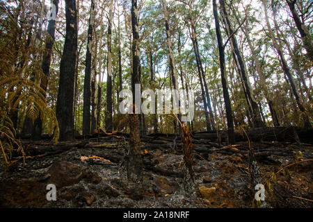 Brûlé le boisement à Mount Dandenong, Victoria, Australie Banque D'Images