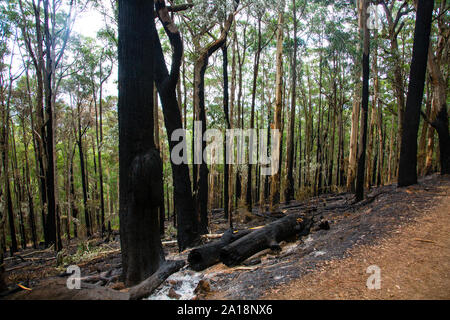 Brûlé le boisement à Mount Dandenong, Victoria, Australie Banque D'Images