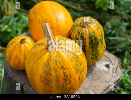 Affinés Orange citrouilles se trouve sur une souche d'arbre, des légumes bio du jardin Banque D'Images