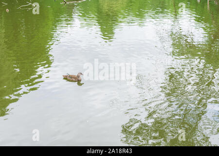 Lac du parc Volkspark Friedrichshain de Berlin, la baignade dans le lac canard Banque D'Images