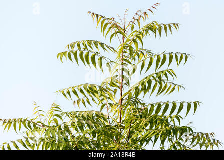 Curry Indien frais arbre dans Nathdwara, Rajasthan Banque D'Images