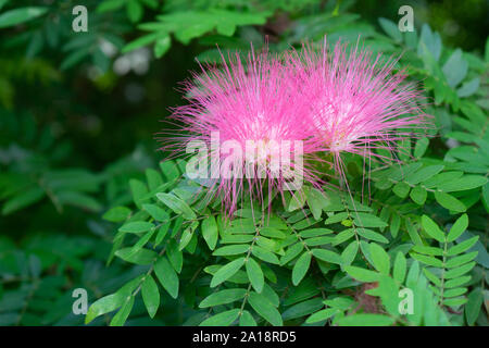 Deux fleurs rose Stickpea dans leur cadre naturel, Banque D'Images