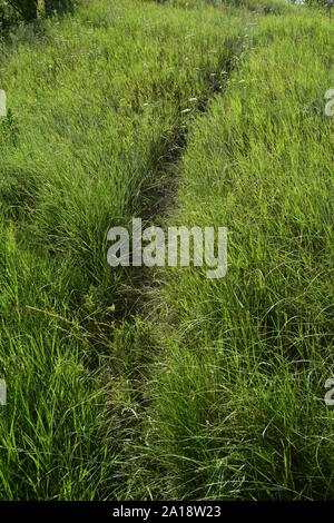 Chemin dans l'herbe verte. Très clair et de coupe courbe légèrement chemin menant à travers un champ d'herbe verte fraîche rugueux Banque D'Images