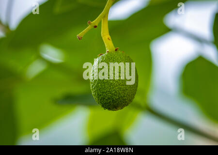 Citron vert sur la Gomera, îles Canaria, Espagne Banque D'Images