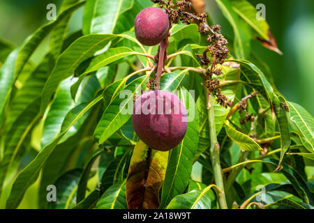 Figues sucrées sur la Gomera, îles Canaria, Espagne Banque D'Images