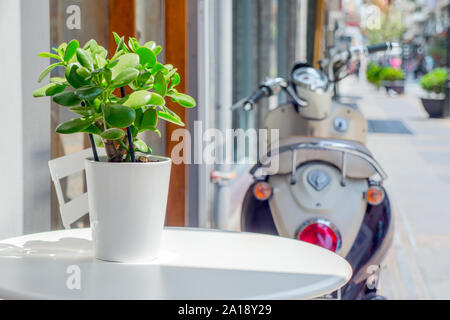 De plus en plus de plantes vertes en pot blanc sur blanc table ronde. Cafe table en plein air journée d'automne ensoleillée. Cafétéria avec talbe en extérieur. Table et chaise en plein air, sur la rue près de l'immeuble. Décor de table simple Banque D'Images