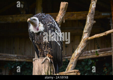 Hooded vulture Necrosyrtes monachus - Banque D'Images