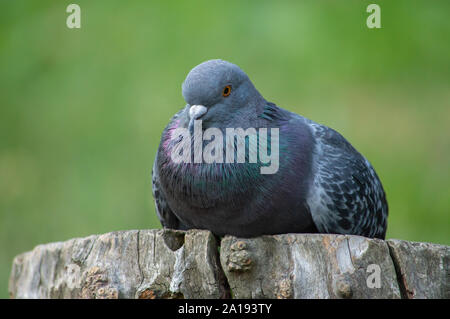 Pigeon reposant sur un log in forest Banque D'Images