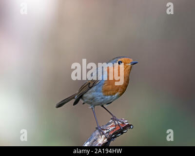 Erithacus rubecula aux abords de l'hiver de Norfolk Banque D'Images