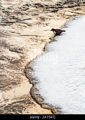 Black-bellied Cincle plongeur Cinclus cinclus cinclus Kuusamo Finlande Janvier Banque D'Images