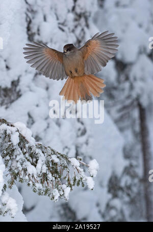 Siberian Jay Perisoreus infaustus Kuusamo, Finlande hiver Banque D'Images