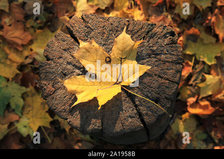 Automne doré du temps. Feuille d'érable avec expression joyeux sourire peint (faciale) dans le centre de la vieille souche d'arbre. Les feuilles tombées dans la région de Old Park Banque D'Images