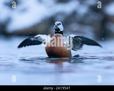 Eider de Steller Polysticta stelleri, homme fjord Varanger, la Norvège, l'hiver de l'Arctique Banque D'Images