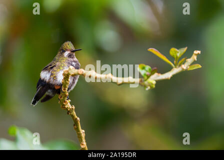 Wire-crested Thorntail - Discosura popelairii, beau petit crested hummingbird à partir de pentes andines de l'Amérique du Sud, sauvage, l'Equateur. Sumaco Banque D'Images