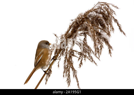 Bearded Reedling se nourrit de graines de canne Banque D'Images