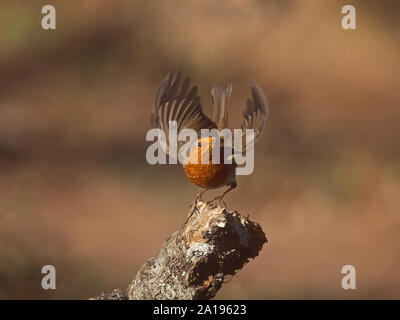 Erithacus rubecula aux abords de l'hiver de Norfolk Banque D'Images