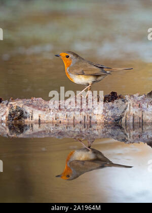 Erithacus rubecula aux abords de l'hiver de Norfolk Banque D'Images