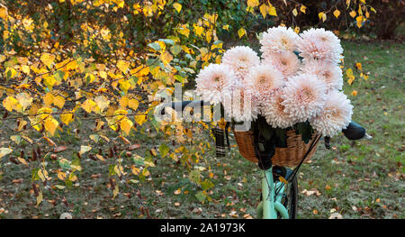 Chrysanthèmes rose dans un panier de vélo vert. Autumn park, arbre à feuilles jaunes. Banque D'Images