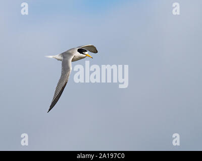 Sterne naine Sternula albifrons en vol Titchwell mai Norfolk Banque D'Images