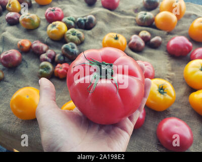 Close up la main en sélectionnant les tomates au marché de fermiers, holding immense et superbe tomate unique Banque D'Images