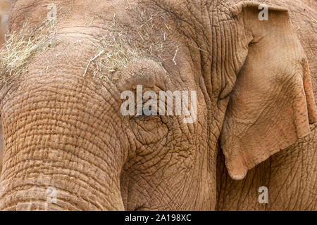 Close up de la tête d'un éléphant d'Asie (Elephas maximus). Banque D'Images