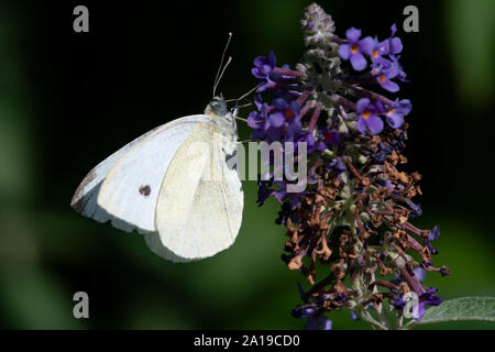 Small White (Pieris rapae) papillon sur Buddleia Banque D'Images