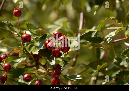 Aubépine oneseed les fruits, fruits rouges de l'aubépine ou Crataegus monogyna ou mono-aubépine semées dans le soleil d'automne Banque D'Images