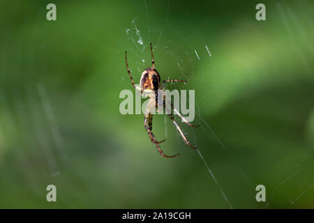 Jardin araignée (spider), Diadème Araneus diadematus, dessous Banque D'Images
