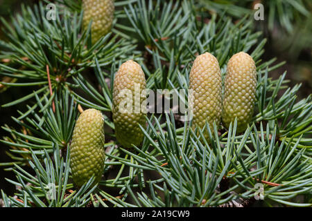 Cèdres Deodar, cèdre de l'Himalaya (Cedrus deodara), avec les cônes femelles Banque D'Images