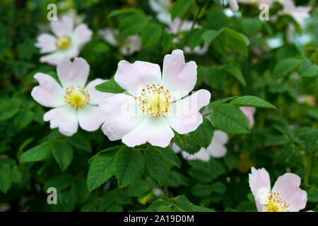 Wild dog rose (rosa canina) fleur est utilisée comme médicament pâle Banque D'Images