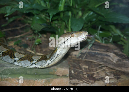Python réticulé (Python reticulatus) Banque D'Images