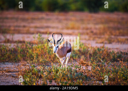 Antilope Springbok photographié au coucher du soleil en Namibie Banque D'Images