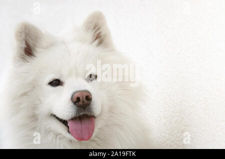 Magnifique Portrait de chien Samoyède Banque D'Images