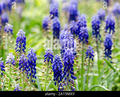 Fleurs bleu de hyacinthe souris plante en fleurs Muscari Banque D'Images