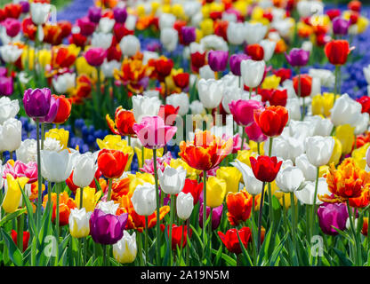 Grand lit de fleurs en fleurs avec des tulipes hybrides multicolores motley Banque D'Images