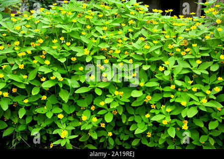 Une pelouse et jardin mauvaises herbes dans Mawlynnong, Shillong, avec de belles petites fleurs jaunes en close up Banque D'Images