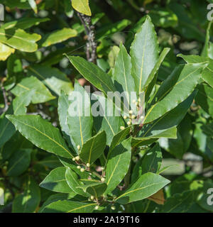 Bay Leaf Tree Utilise En Cuisine Laurus Nobilis Photo Stock Alamy