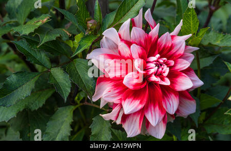 Dahlia rouge et blanc, Close up Banque D'Images