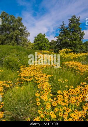 Prairie avec des fleurs jaunes, d'herbes et d'arbres Banque D'Images