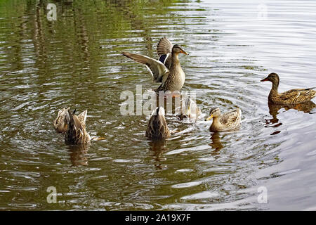 Groupe de Canards colverts (Anas platyrhynchos) Nager sur le Loch Garten, Nethy Bridge, le Parc National de Cairngorms, en Écosse Banque D'Images