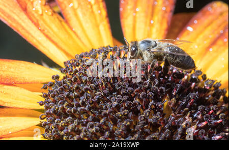 Bee dans le tournesol. Close-up abeille sur fleur jaune recueille nectar Banque D'Images