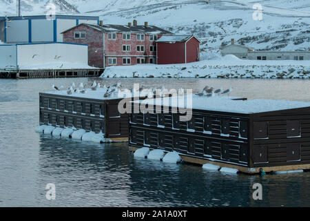 Masque photographique flottante dans le port de Båtsfjord, la Norvège, la Norvège arctique, Varanger Banque D'Images